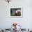 Domestic Piglet Beside Watering Can, USA-Lynn M. Stone-Framed Photographic Print displayed on a wall