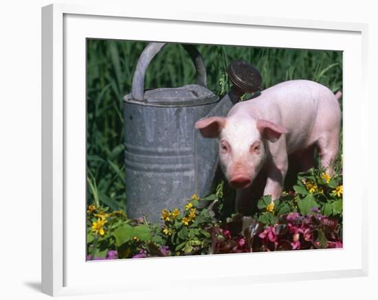 Domestic Piglet Beside Watering Can, USA-Lynn M. Stone-Framed Photographic Print