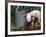 Domestic Piglet Beside Watering Can, USA-Lynn M. Stone-Framed Photographic Print