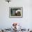 Domestic Piglet Beside Watering Can, USA-Lynn M. Stone-Framed Photographic Print displayed on a wall