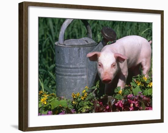 Domestic Piglet Beside Watering Can, USA-Lynn M. Stone-Framed Photographic Print