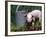 Domestic Piglet Beside Watering Can, USA-Lynn M. Stone-Framed Photographic Print