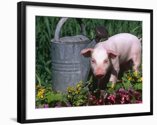 Domestic Piglet Beside Watering Can, USA-Lynn M. Stone-Framed Photographic Print