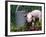 Domestic Piglet Beside Watering Can, USA-Lynn M. Stone-Framed Photographic Print