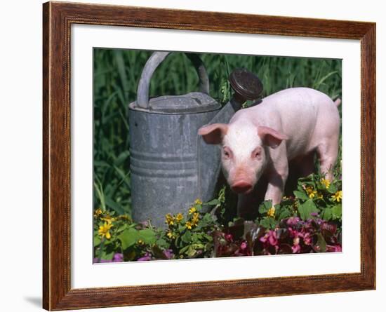 Domestic Piglet Beside Watering Can, USA-Lynn M. Stone-Framed Photographic Print