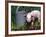 Domestic Piglet Beside Watering Can, USA-Lynn M. Stone-Framed Photographic Print