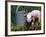 Domestic Piglet Beside Watering Can, USA-Lynn M. Stone-Framed Photographic Print