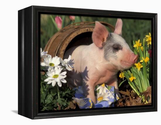 Domestic Piglet in Barrel, Mixed-Breed-Lynn M. Stone-Framed Premier Image Canvas