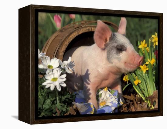 Domestic Piglet in Barrel, Mixed-Breed-Lynn M. Stone-Framed Premier Image Canvas