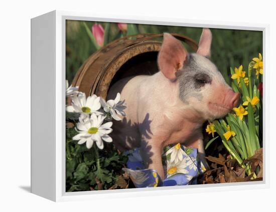 Domestic Piglet in Barrel, Mixed-Breed-Lynn M. Stone-Framed Premier Image Canvas