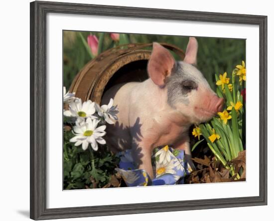 Domestic Piglet in Barrel, Mixed-Breed-Lynn M. Stone-Framed Photographic Print