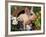 Domestic Piglet in Barrel, Mixed-Breed-Lynn M. Stone-Framed Photographic Print