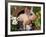 Domestic Piglet in Barrel, Mixed-Breed-Lynn M. Stone-Framed Photographic Print