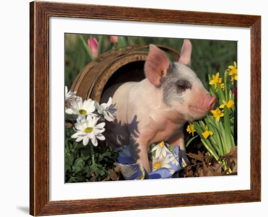 Domestic Piglet in Barrel, Mixed-Breed-Lynn M. Stone-Framed Photographic Print