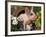 Domestic Piglet in Barrel, Mixed-Breed-Lynn M. Stone-Framed Photographic Print