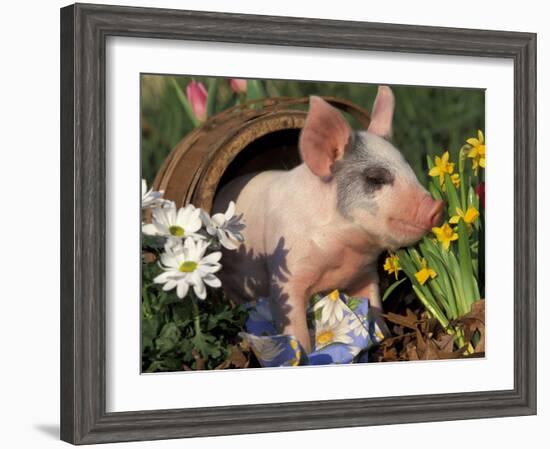 Domestic Piglet in Barrel, Mixed-Breed-Lynn M. Stone-Framed Photographic Print