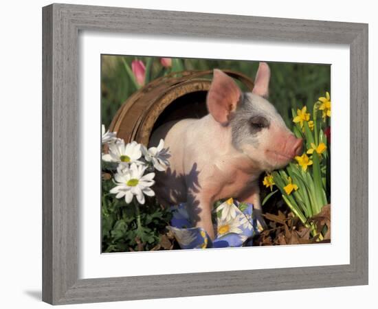 Domestic Piglet in Barrel, Mixed-Breed-Lynn M. Stone-Framed Photographic Print