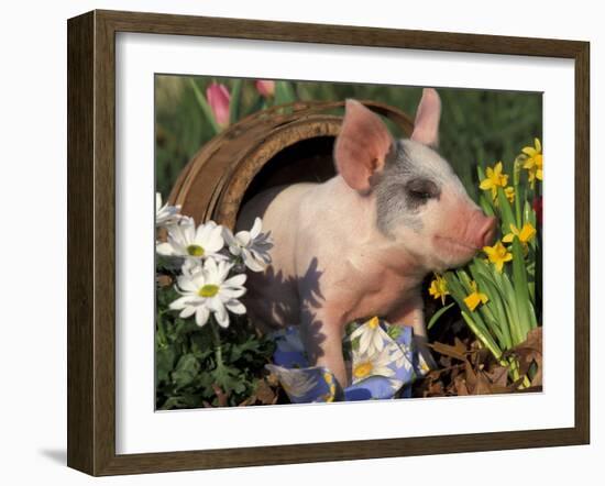 Domestic Piglet in Barrel, Mixed-Breed-Lynn M. Stone-Framed Photographic Print