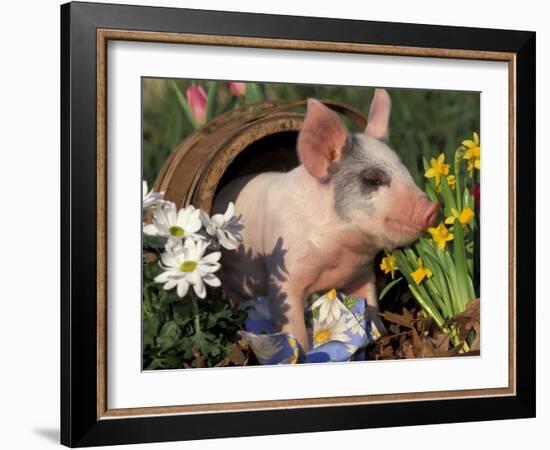 Domestic Piglet in Barrel, Mixed-Breed-Lynn M. Stone-Framed Photographic Print