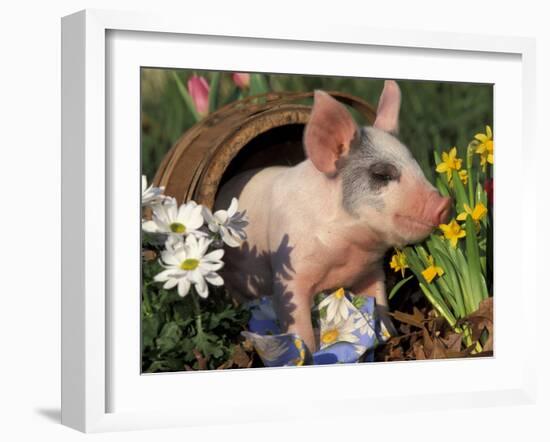 Domestic Piglet in Barrel, Mixed-Breed-Lynn M. Stone-Framed Photographic Print