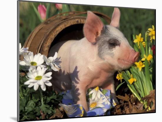 Domestic Piglet in Barrel, Mixed-Breed-Lynn M. Stone-Mounted Photographic Print