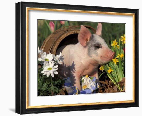 Domestic Piglet in Barrel, Mixed-Breed-Lynn M. Stone-Framed Photographic Print