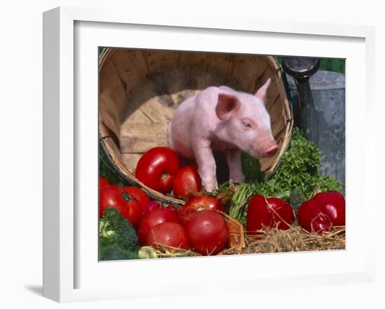 Domestic Piglet, in Bucket with Apples, Mixed Breed, USA-Lynn M. Stone-Framed Photographic Print