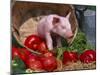 Domestic Piglet, in Bucket with Apples, Mixed Breed, USA-Lynn M. Stone-Mounted Photographic Print