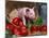 Domestic Piglet, in Bucket with Apples, Mixed Breed, USA-Lynn M. Stone-Mounted Photographic Print