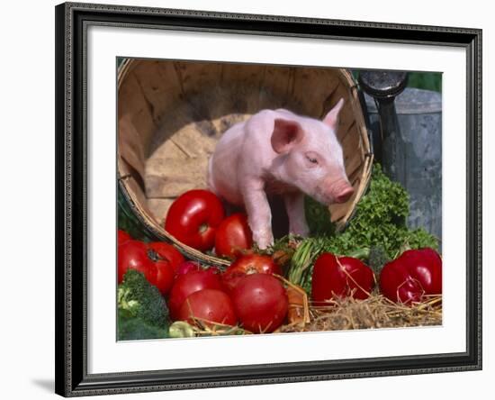 Domestic Piglet, in Bucket with Apples, Mixed Breed, USA-Lynn M. Stone-Framed Photographic Print