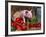 Domestic Piglet, in Bucket with Apples, Mixed Breed, USA-Lynn M. Stone-Framed Photographic Print