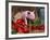 Domestic Piglet, in Bucket with Apples, Mixed Breed, USA-Lynn M. Stone-Framed Photographic Print