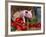 Domestic Piglet, in Bucket with Apples, Mixed Breed, USA-Lynn M. Stone-Framed Photographic Print