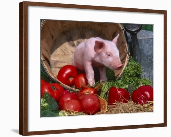 Domestic Piglet, in Bucket with Apples, Mixed Breed, USA-Lynn M. Stone-Framed Photographic Print