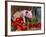 Domestic Piglet, in Bucket with Apples, Mixed Breed, USA-Lynn M. Stone-Framed Photographic Print