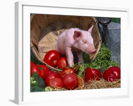 Domestic Piglet, in Bucket with Apples, Mixed Breed, USA-Lynn M. Stone-Framed Photographic Print