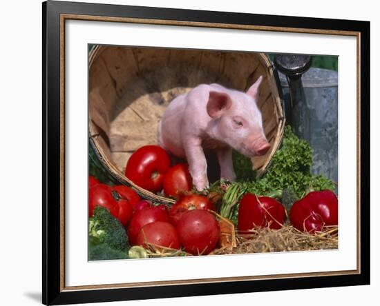 Domestic Piglet, in Bucket with Apples, Mixed Breed, USA-Lynn M. Stone-Framed Photographic Print