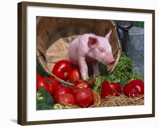 Domestic Piglet, in Bucket with Apples, Mixed Breed, USA-Lynn M. Stone-Framed Photographic Print