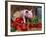 Domestic Piglet, in Bucket with Apples, Mixed Breed, USA-Lynn M. Stone-Framed Photographic Print