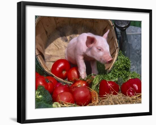 Domestic Piglet, in Bucket with Apples, Mixed Breed, USA-Lynn M. Stone-Framed Photographic Print