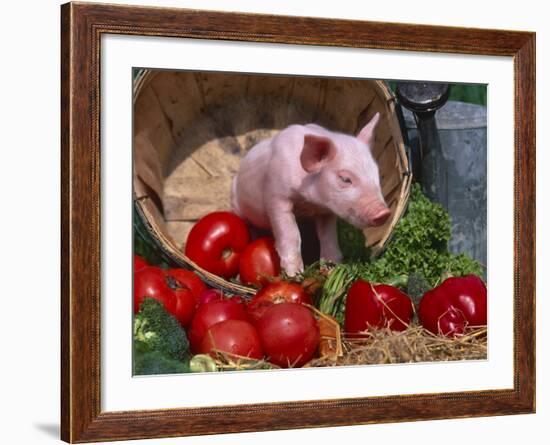 Domestic Piglet, in Bucket with Apples, Mixed Breed, USA-Lynn M. Stone-Framed Photographic Print