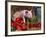 Domestic Piglet, in Bucket with Apples, Mixed Breed, USA-Lynn M. Stone-Framed Photographic Print