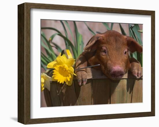 Domestic Piglet, in Bucket with Daffodils, USA-Lynn M. Stone-Framed Photographic Print