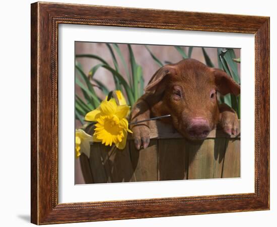 Domestic Piglet, in Bucket with Daffodils, USA-Lynn M. Stone-Framed Photographic Print