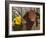 Domestic Piglet, in Bucket with Daffodils, USA-Lynn M. Stone-Framed Photographic Print