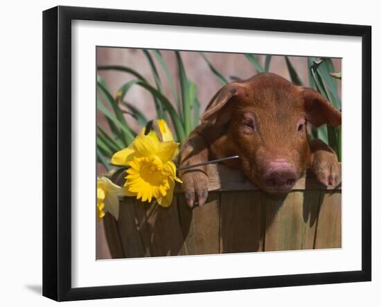 Domestic Piglet, in Bucket with Daffodils, USA-Lynn M. Stone-Framed Photographic Print