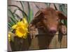 Domestic Piglet, in Bucket with Daffodils, USA-Lynn M. Stone-Mounted Photographic Print