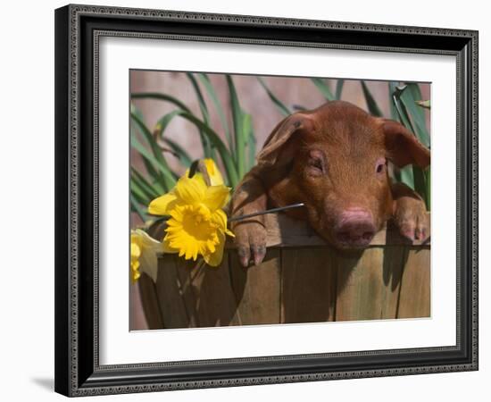 Domestic Piglet, in Bucket with Daffodils, USA-Lynn M. Stone-Framed Photographic Print