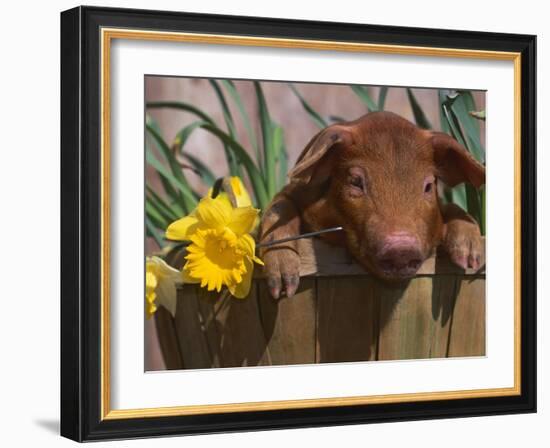 Domestic Piglet, in Bucket with Daffodils, USA-Lynn M. Stone-Framed Photographic Print