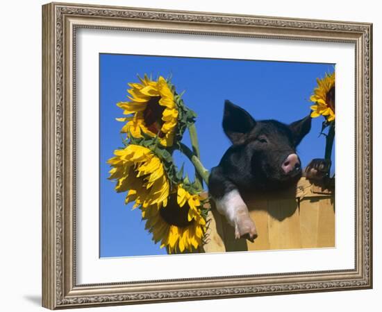 Domestic Piglet in Bucket with Sunflowers, USA-Lynn M. Stone-Framed Photographic Print